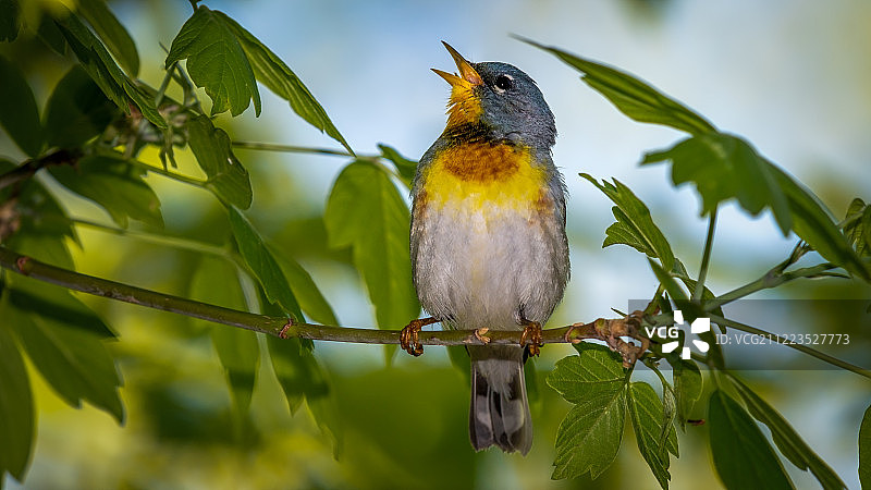 北部帕鲁拉莺图片素材