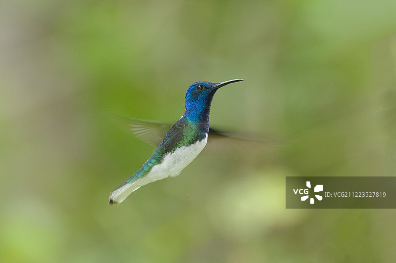白颈蜂鸟图片素材