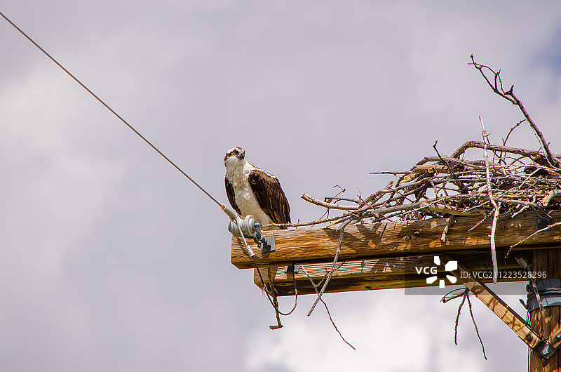 我不是鹰图片素材