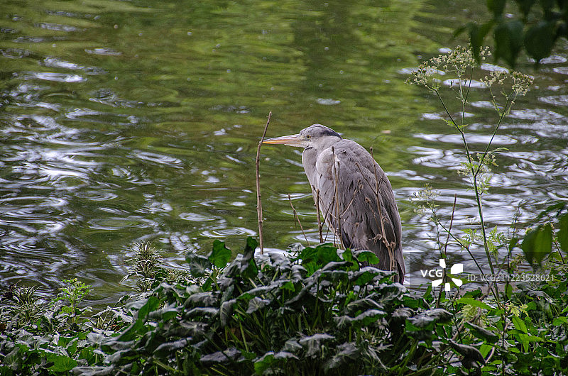 英国伦敦圣詹姆斯公园图片素材