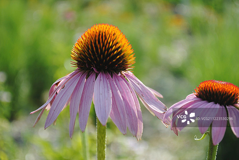 紫松果菊图片素材