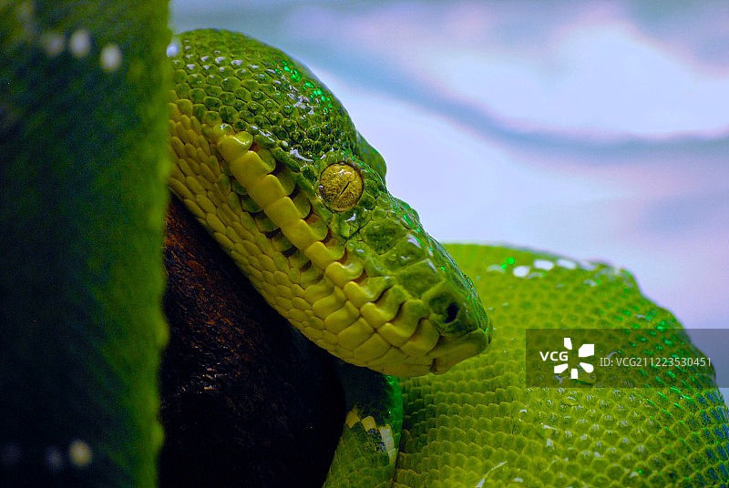 翠绿的好树图片素材