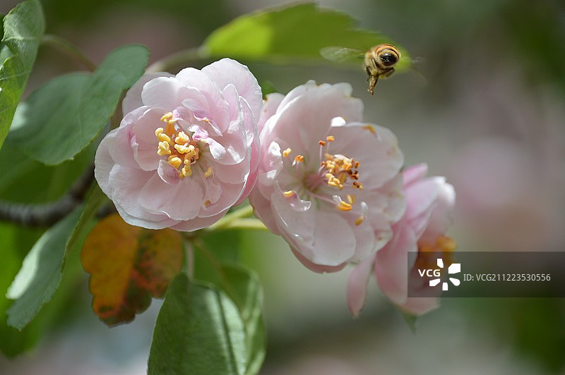 春天鲜花盛开图片素材