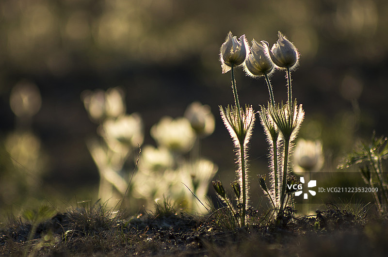 盛开的白头翁图片素材