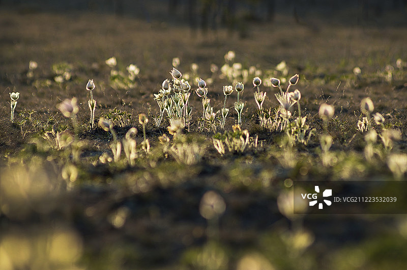 盛开的白头翁图片素材