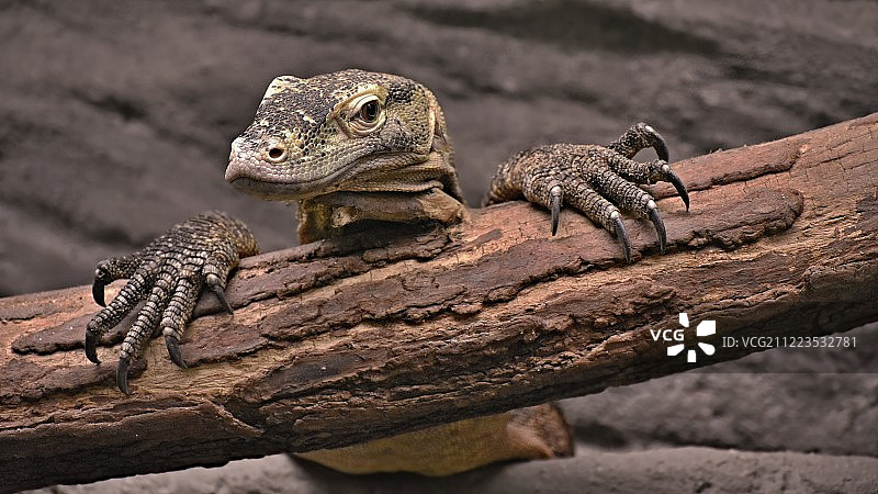 科莫多巨蜥图片素材