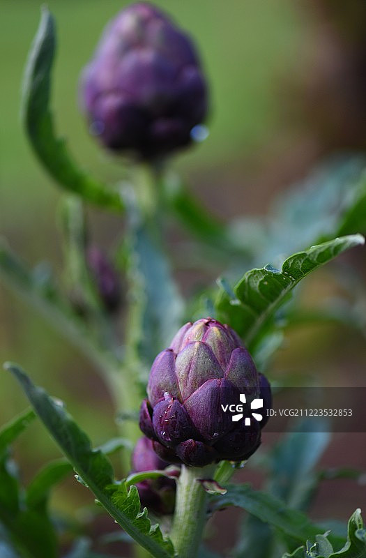 蔬菜园图片素材