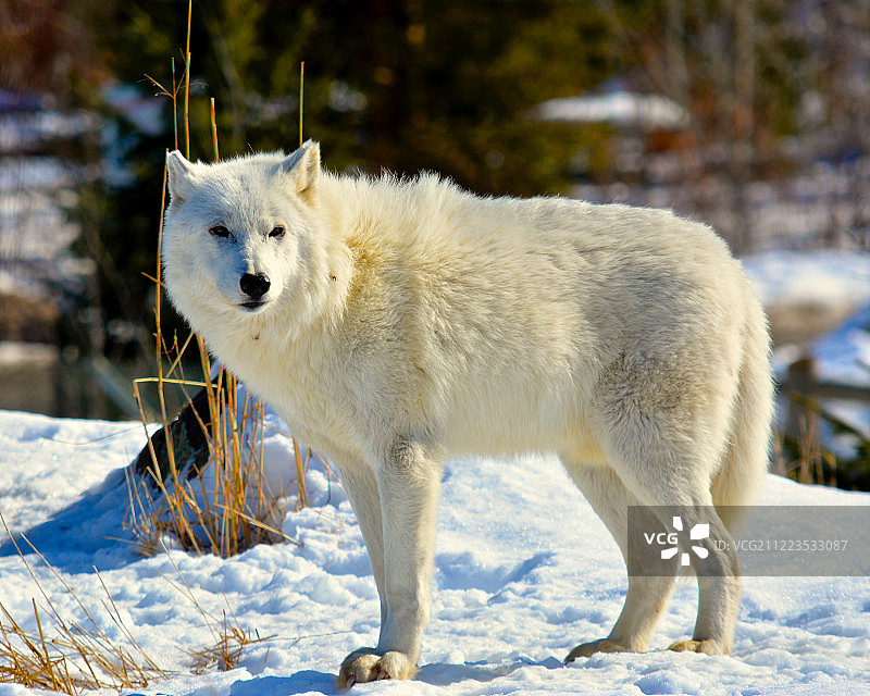 雪地里的狼图片素材