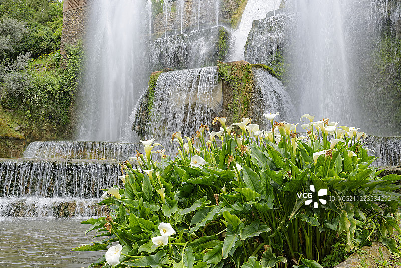 马蹄莲图片素材
