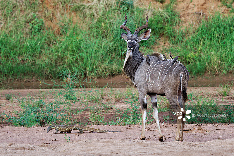 非洲大羚羊、蜥蜴和牛椋鸟图片素材