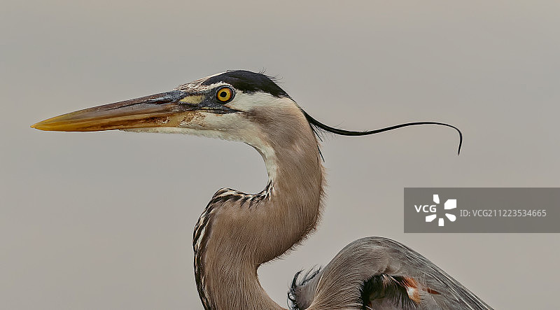 《美人》图片素材