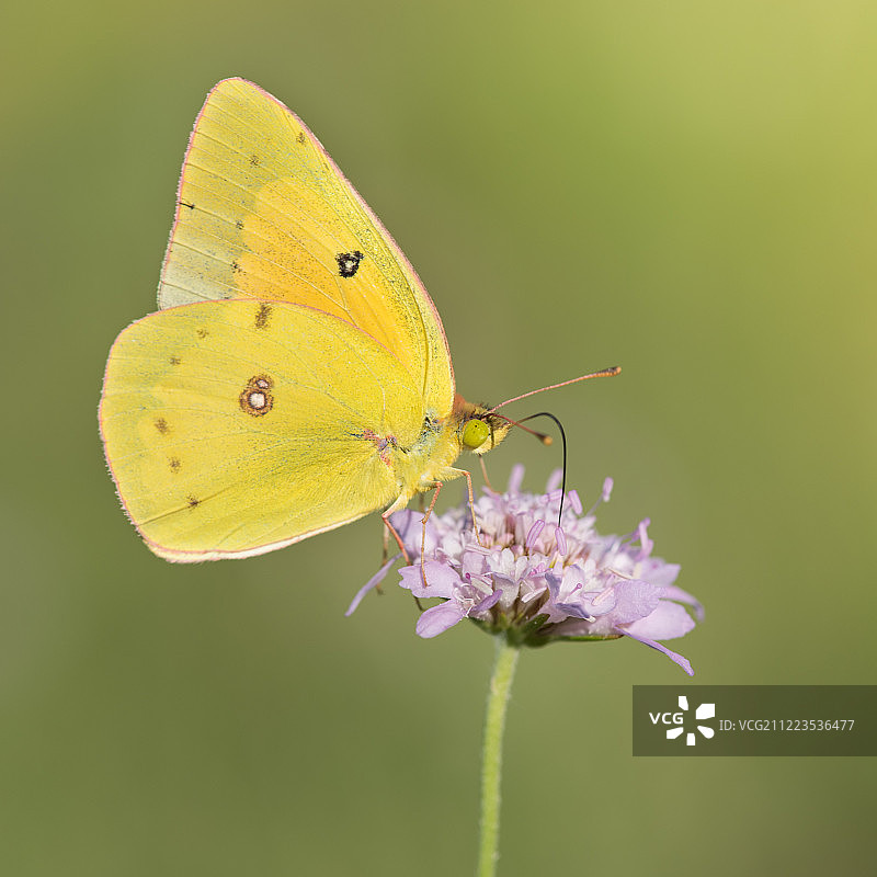 北美黄粉蝶图片素材