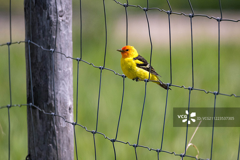 西方裸鼻雀图片素材