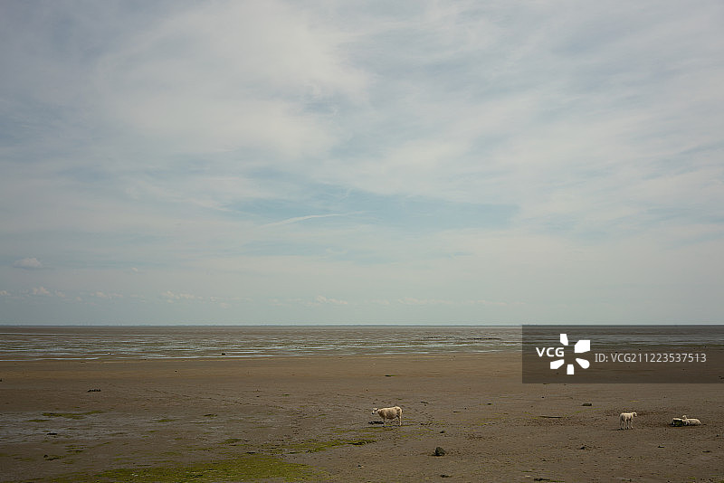 瓦登海低潮时海岸线上的绵羊图片素材