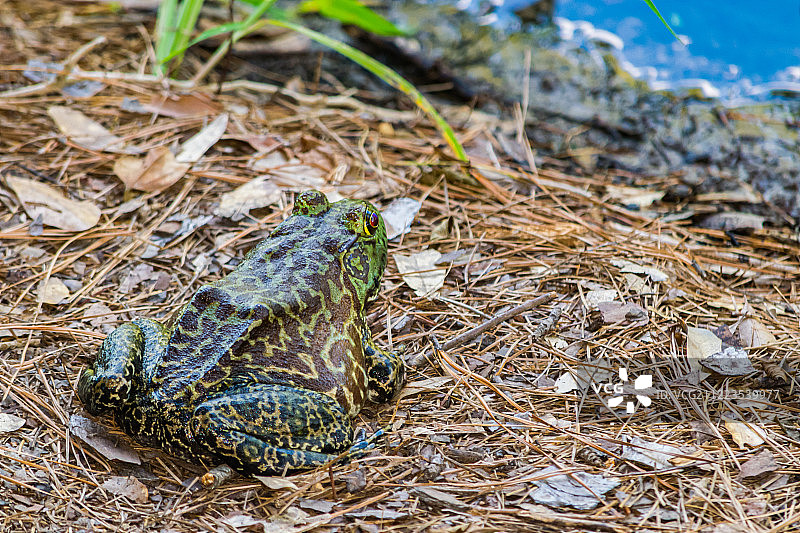 美洲牛蛙图片素材