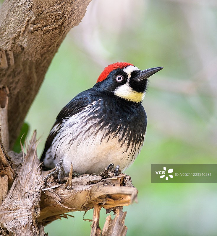 树枝上的橡树啄木鸟图片素材