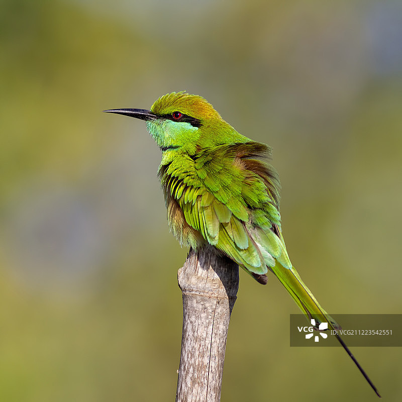 巴基斯坦绿蜂虎肖像图片素材