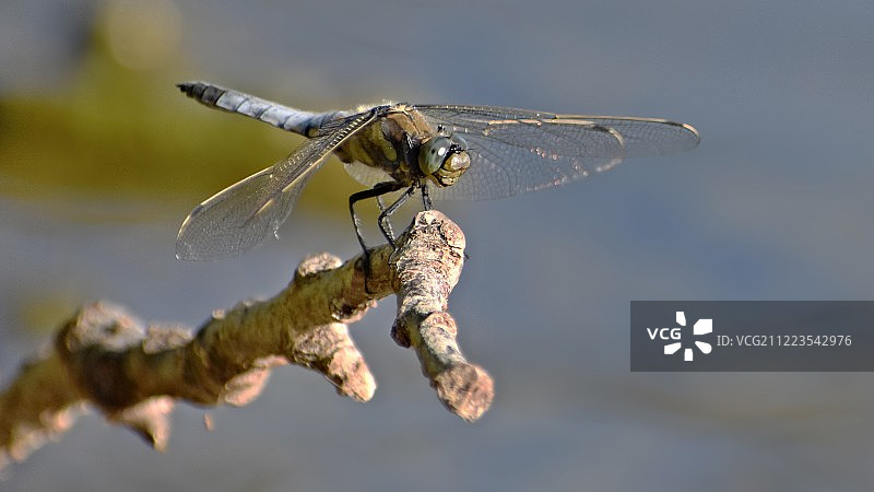 栖息在树枝上的雄性扁蜻蜓图片素材
