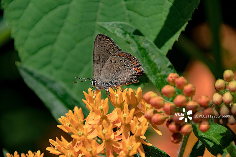 细纹珊瑚图片素材