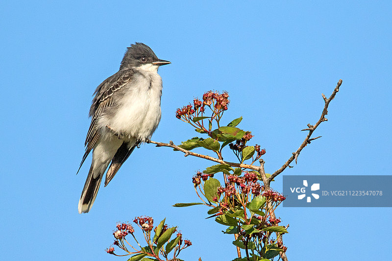 优雅地坐着图片素材