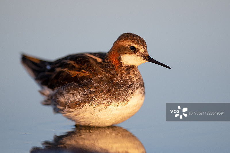 水面上红颈瓣足鹬肖像图片素材