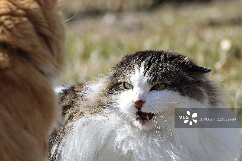 摆出警戒姿势的猫图片素材