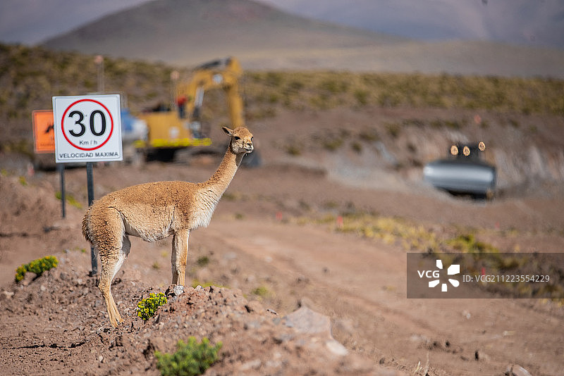 小羊驼站在智利伊基克的土地上图片素材