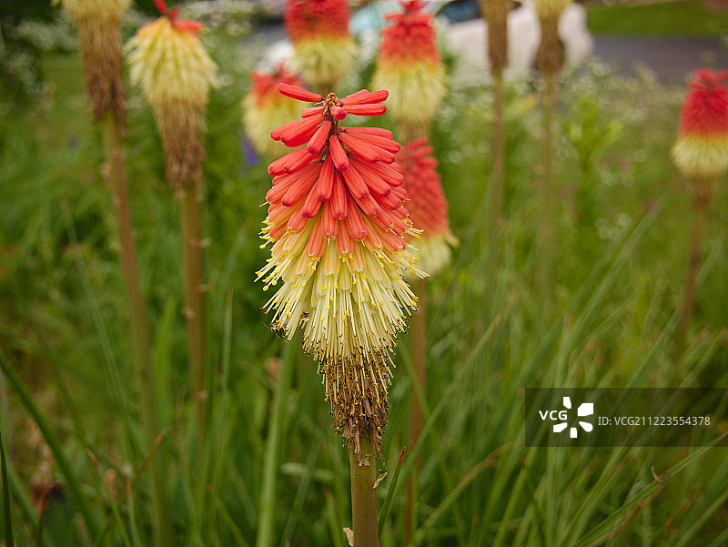 火把花图片素材