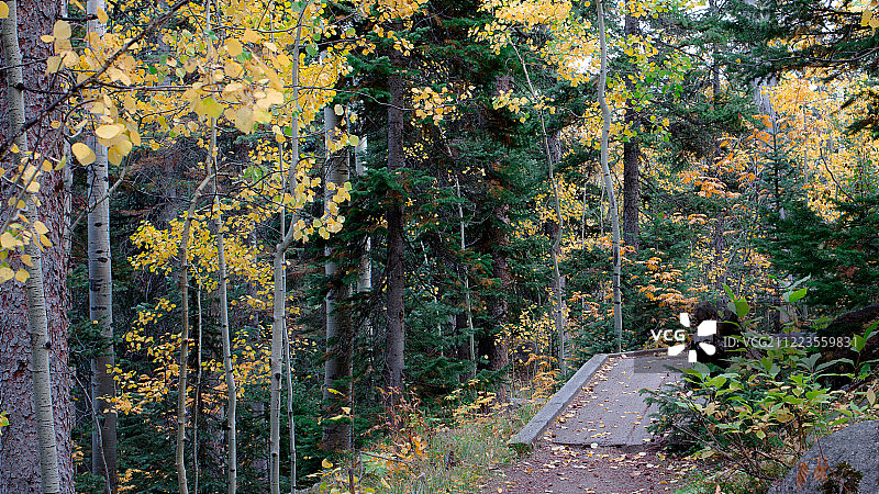 森林小路01图片素材