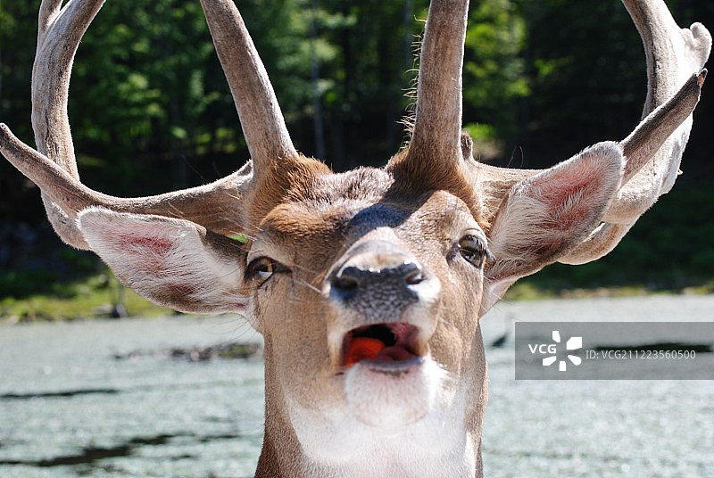 在加拿大，公鹿吃胡萝卜图片素材