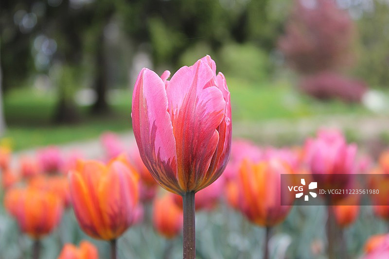 郁金香；罗塞塔·麦克莱恩花园，多伦多，安大略省图片素材