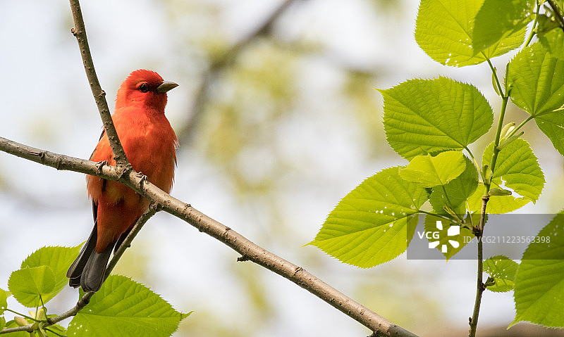 Lauren Tucker 摄影作品图片素材