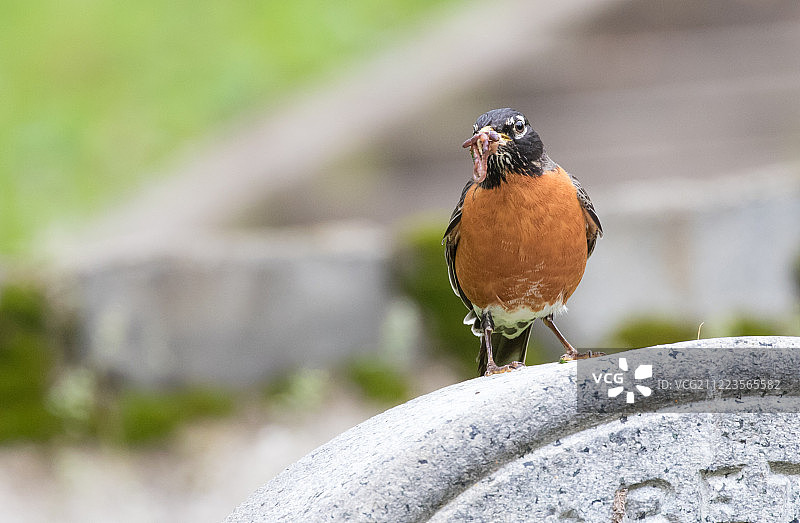 Lauren Tucker 摄影作品图片素材