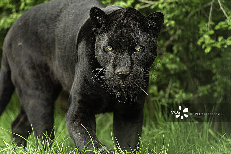 黑色美洲虎图片素材