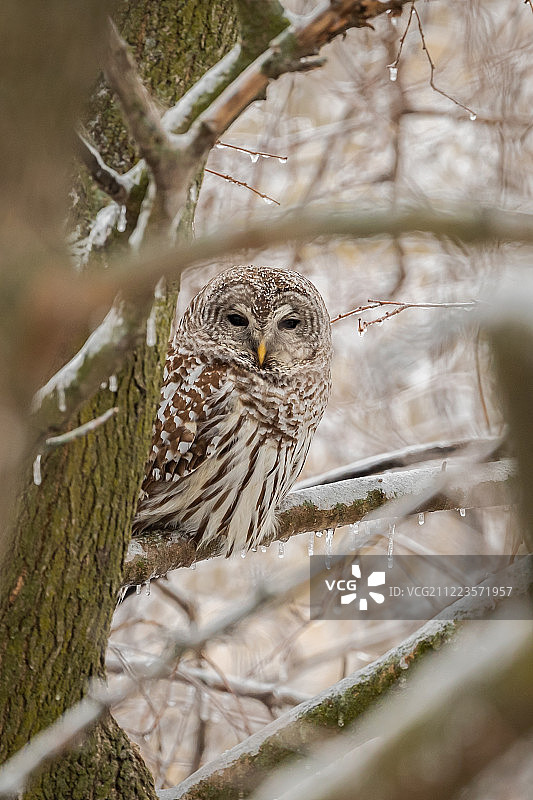 禁止猫头鹰图片素材