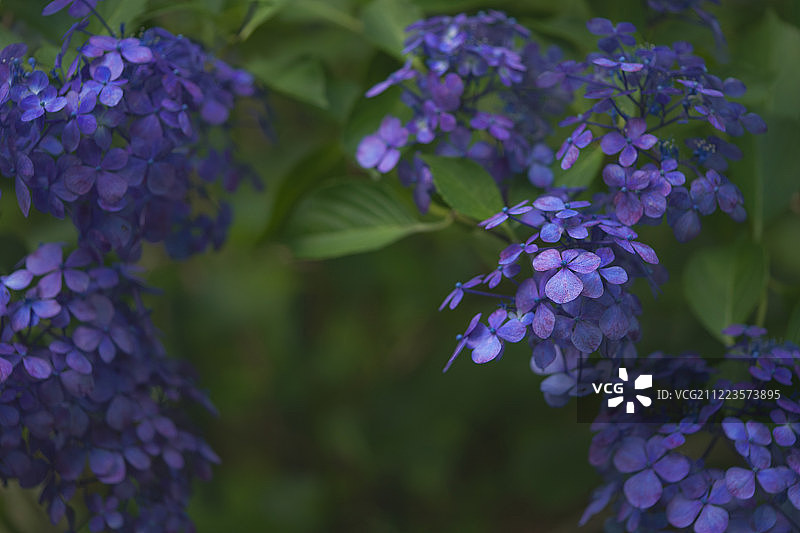 两朵花的花序图片素材