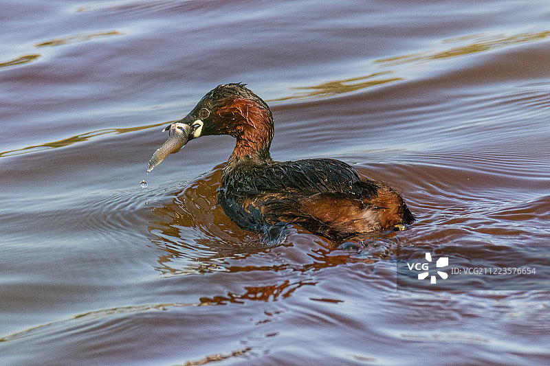 嘴里叼着鱼的鸭子图片素材