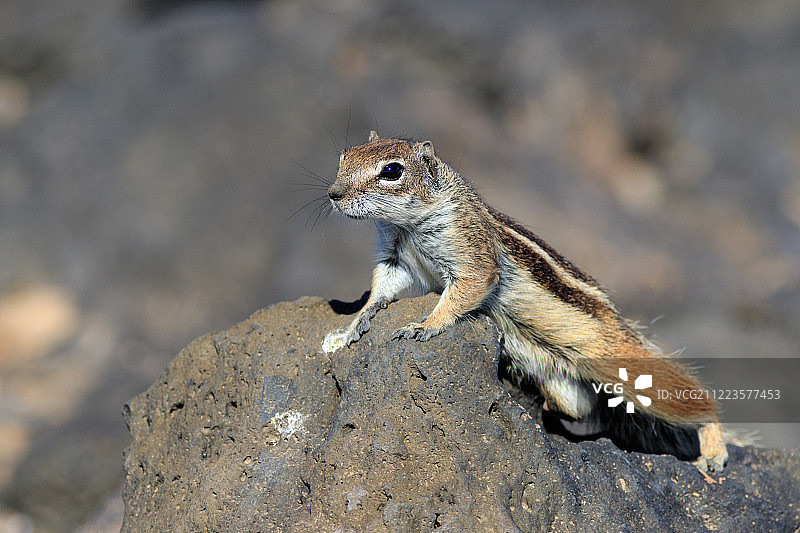 巴巴里地松鼠图片素材