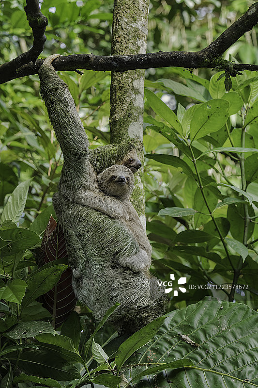 三趾树懒与幼崽图片素材