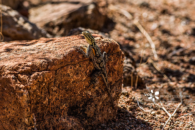 纳米比亚岩 Agama 蜥蜴图片素材