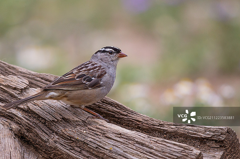 栖息在木头上的白冠带鹀（Zonotrichia leucophrys）图片素材
