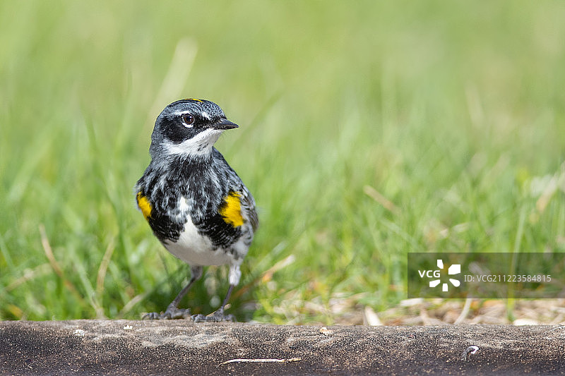黄腰柳莺特写图片素材