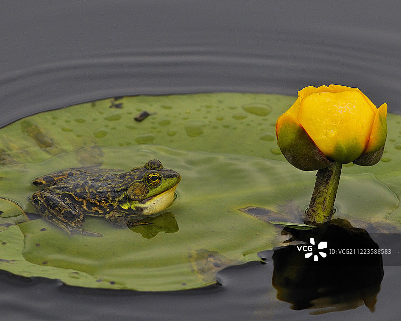 莲叶上的小臭蛙图片素材
