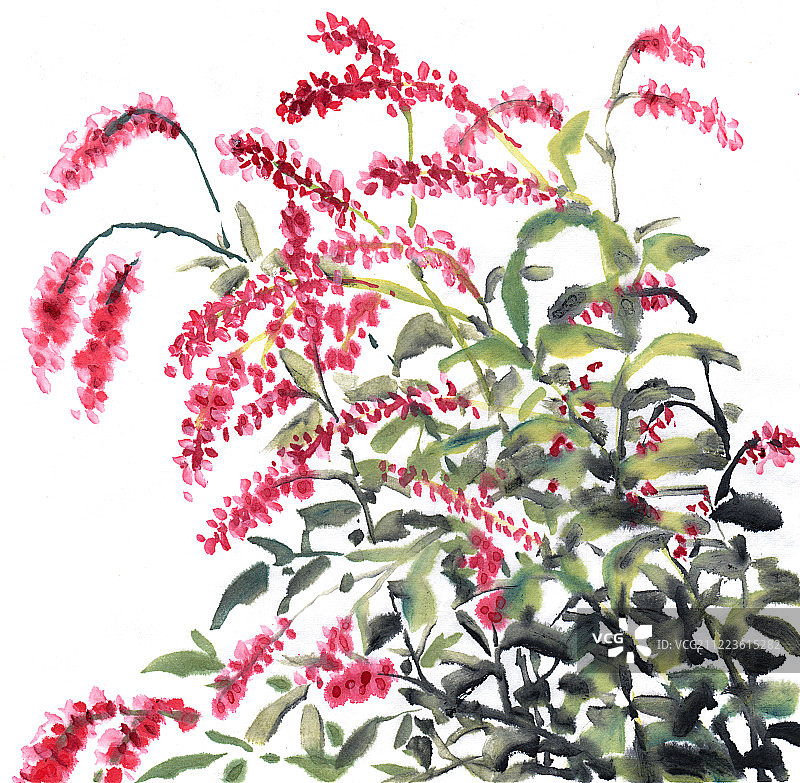 中国画水墨画红蓼水蓼花图片素材