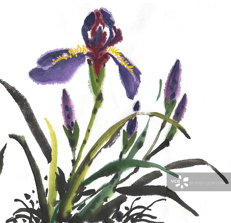 中国画水墨画鸢尾花图片素材