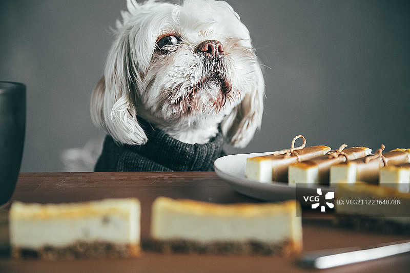 狗和芝士条图片素材