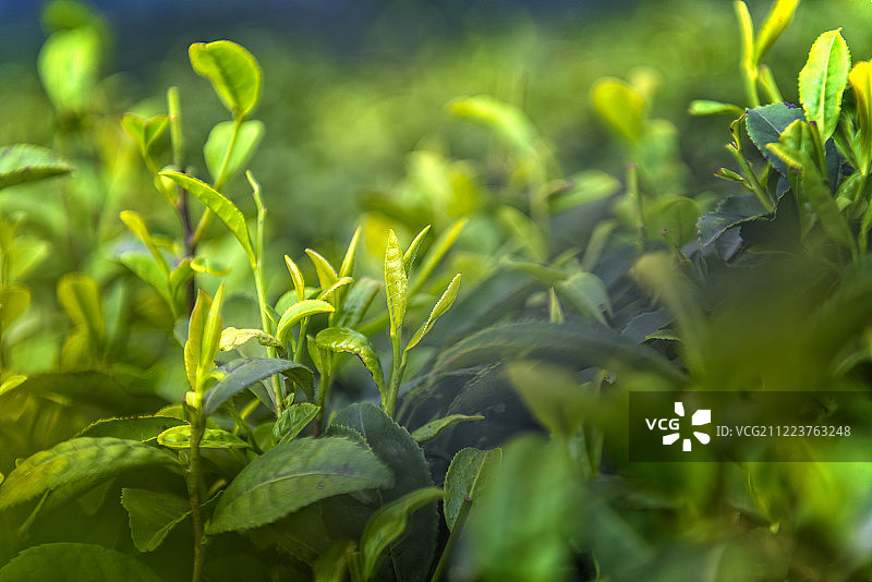 中国，四川省，乐山市，沐川县，李家茶山图片素材