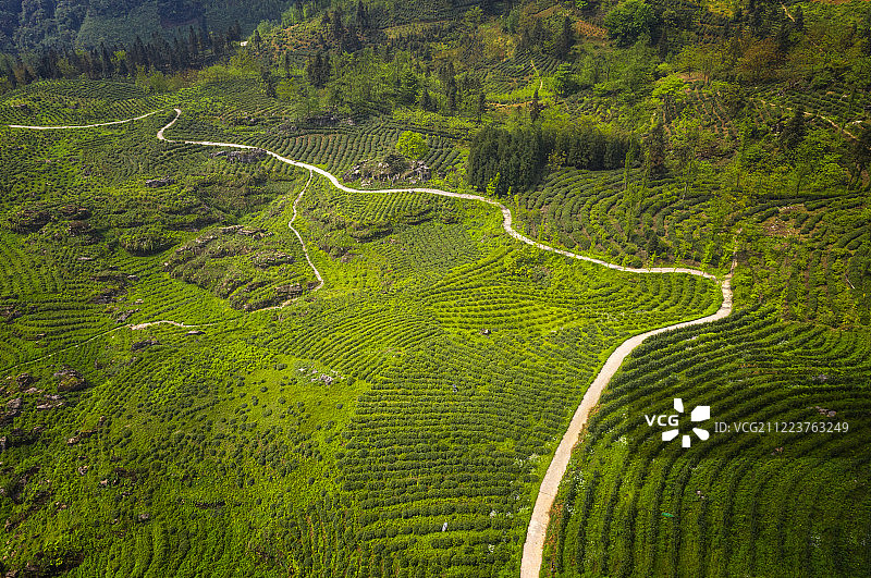 中国，四川省，乐山市，沐川县，李家茶山图片素材