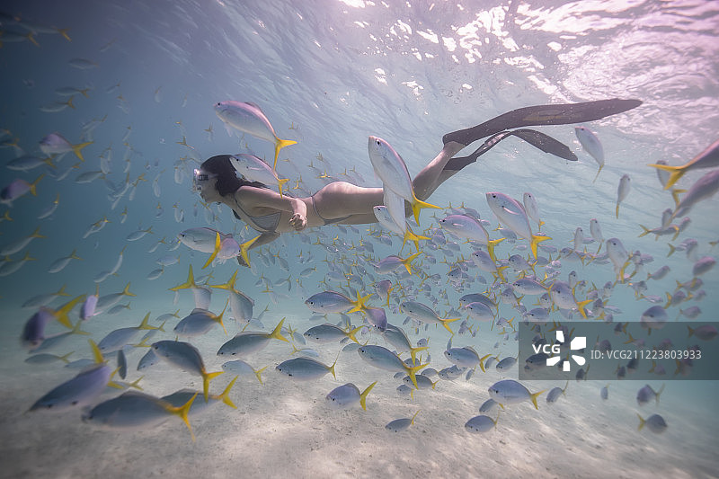 与鱼同游的少女图片素材