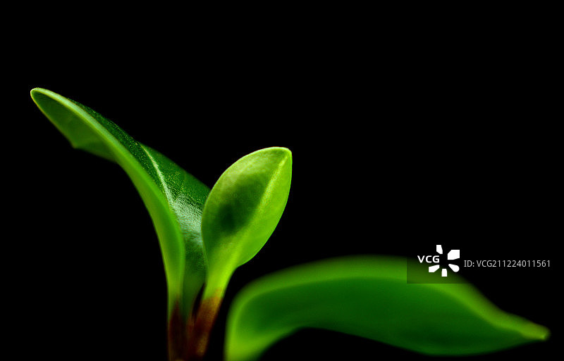 黑色背景下发芽的绿色植物叶子虚化图片素材